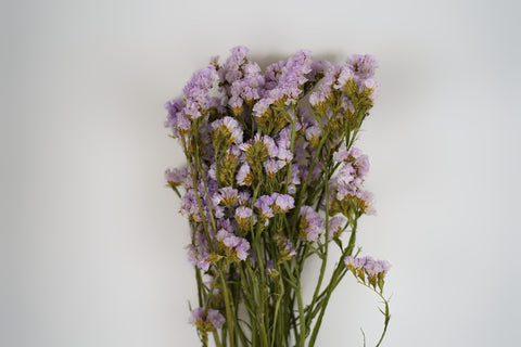 Statice sinuata 