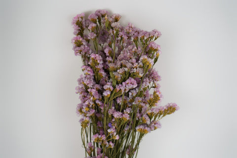 Statice sinuata 