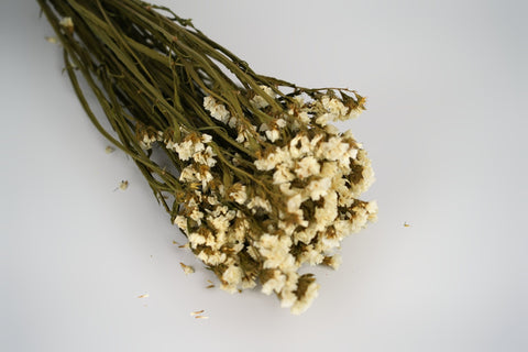 Statice sinuata 