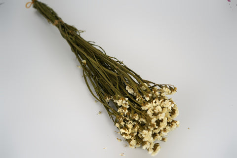 Statice sinuata 