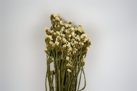 Statice sinuata 