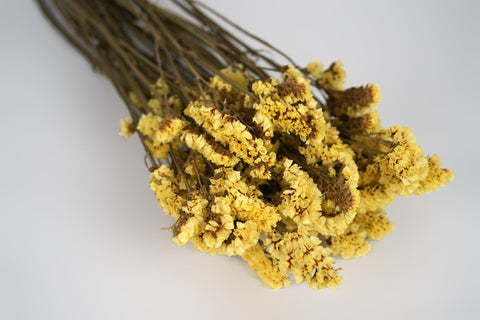 Statice sinuata 