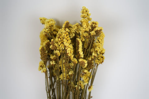 Statice sinuata 