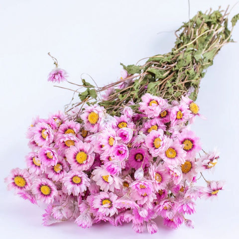 Eternal Blush Dried Pink Daisy Bunch