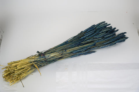 Tarwe (triticum)