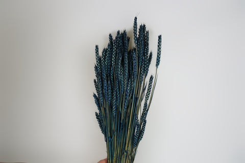 Tarwe (triticum)