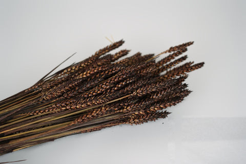 Tarwe (triticum)