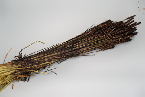 Tarwe (triticum)
