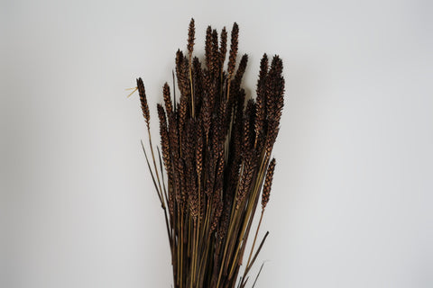 Tarwe (triticum)