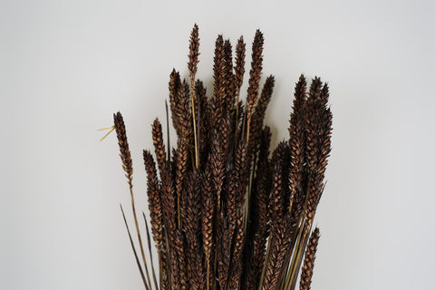 Tarwe (triticum)
