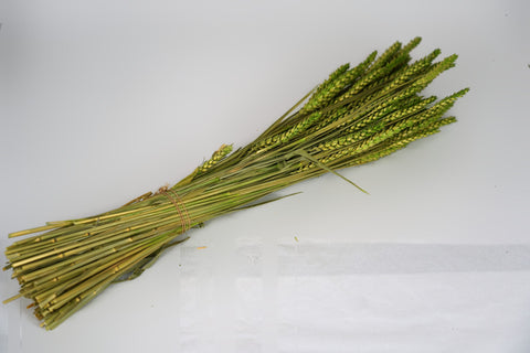 Tarwe (triticum)