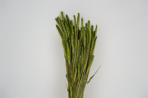 Tarwe (triticum)