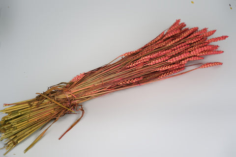 Tarwe (triticum)