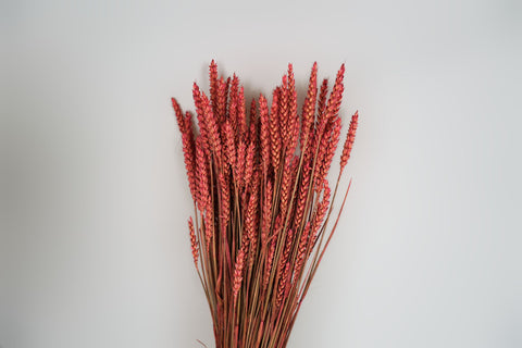 Tarwe (triticum)