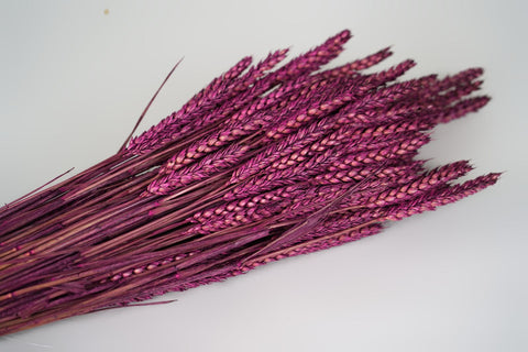 Tarwe (triticum)
