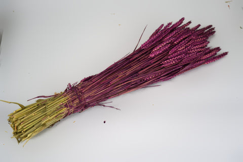 Tarwe (triticum)