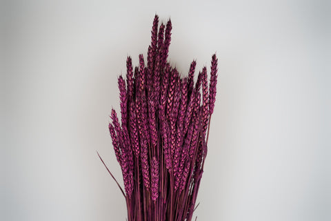 Tarwe (triticum)