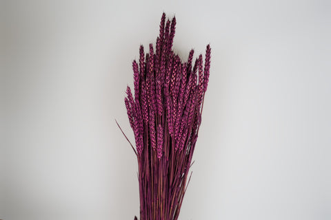 Tarwe (triticum)