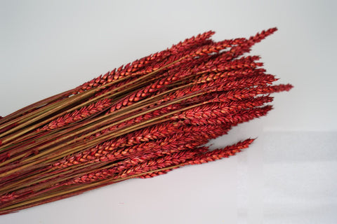 Tarwe (triticum)