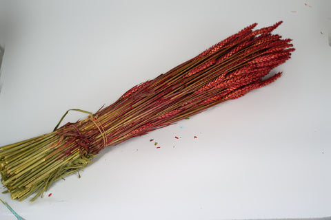 Tarwe (triticum)