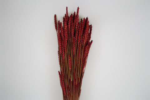 Tarwe (triticum)