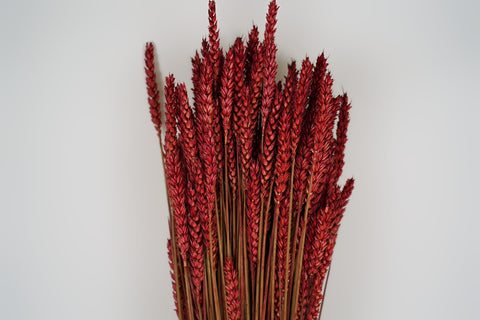 Tarwe (triticum)