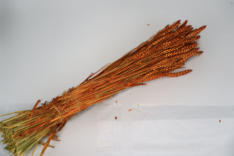 Tarwe (triticum)