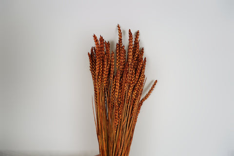 Tarwe (triticum)