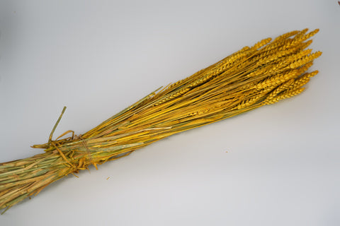 Tarwe (triticum)