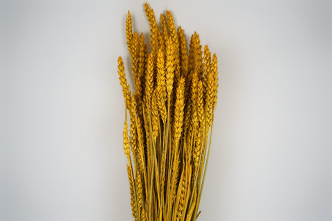 Tarwe (triticum)