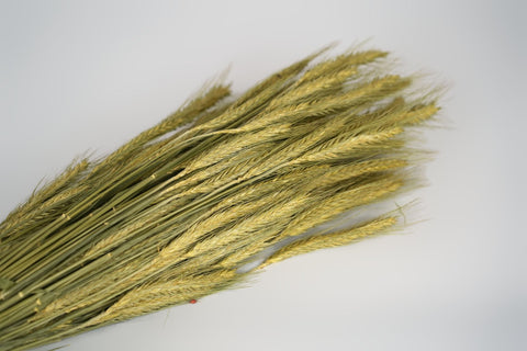 Triticale