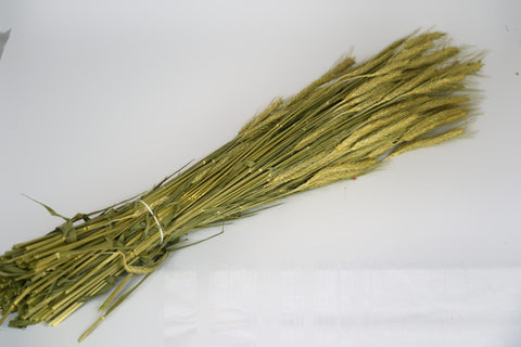 Triticale