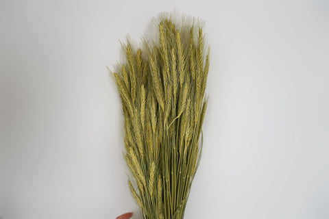 Triticale