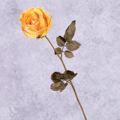 Orange Crème - Faux Rose Calista