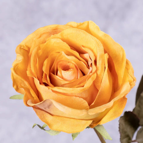 Orange Crème - Faux Rose Calista