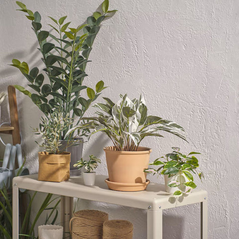 aroid house plants Aroid Palm Potted – Fantastic Decor Floral
